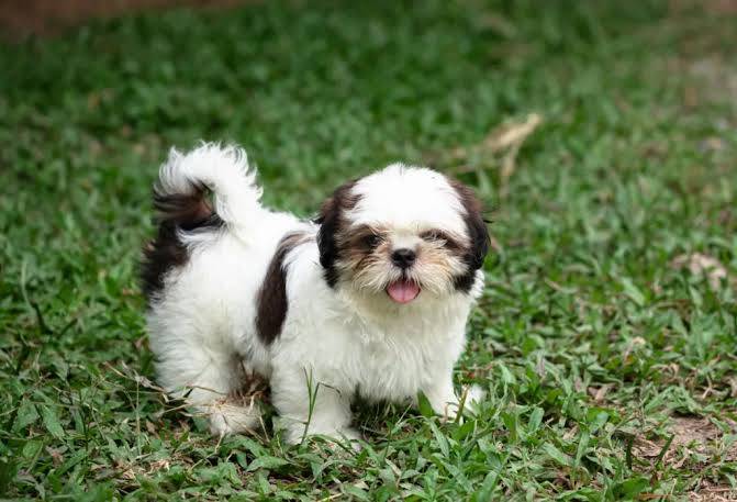 Dog thumbnail